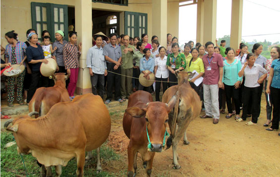 Bàn giao bò sinh sản hỗ trợ hội viên phụ nữ nghèo