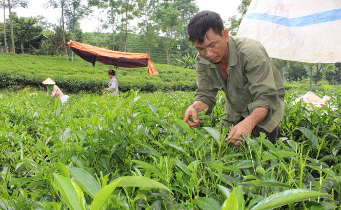 Góp phần nâng cao chất lượng sản phẩm chè 