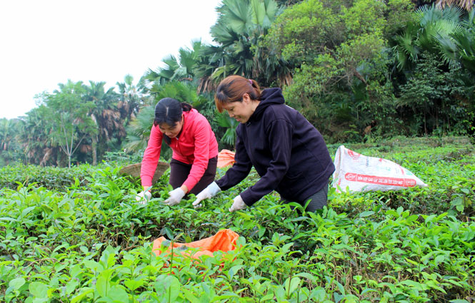 Phú Đình trên đường về đích nông thôn mới 