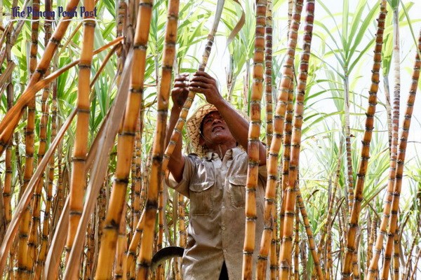 Campuchia khánh thành nhà máy đường tinh khiết lớn nhất châu Á