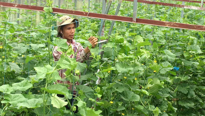 Hỗ trợ thanh niên lập thân, lập nghiệp 