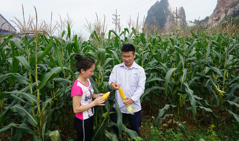 Giải pháp nâng cao thu nhập cho người trồng ngô