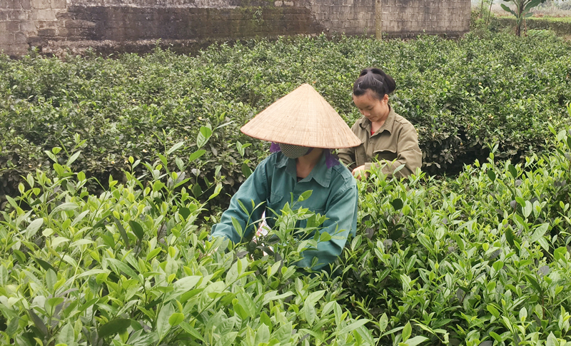 10ha chè đạt tiêu chuẩn VietGAP