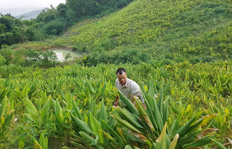Triển vọng từ trồng và sản xuất tinh bột nghệ
