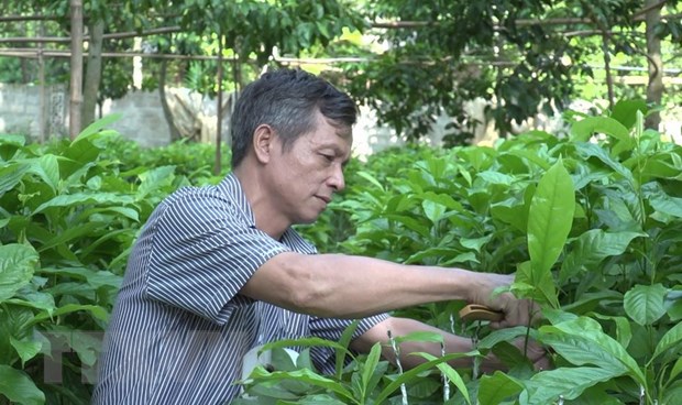 Mùa dổi bội thu đem lại giá trị kinh tế cho người dân vùng cao