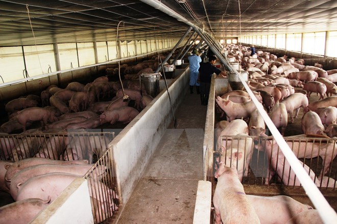 Kiểm soát kháng sinh trong chăn nuôi vẫn gặp nhiều khó khăn
