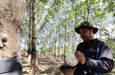 Thái Lan chi 798 triệu USD để trợ cấp cho nông dân trồng cao su