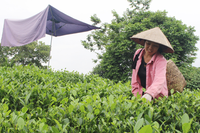 Phát huy thế mạnh cây chè 