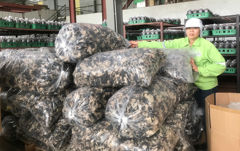 Chủ động phòng ngừa tai nạn lao động