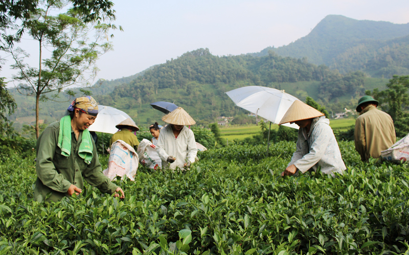 Đại Từ: Sản xuất 1.000ha chè vụ đông
