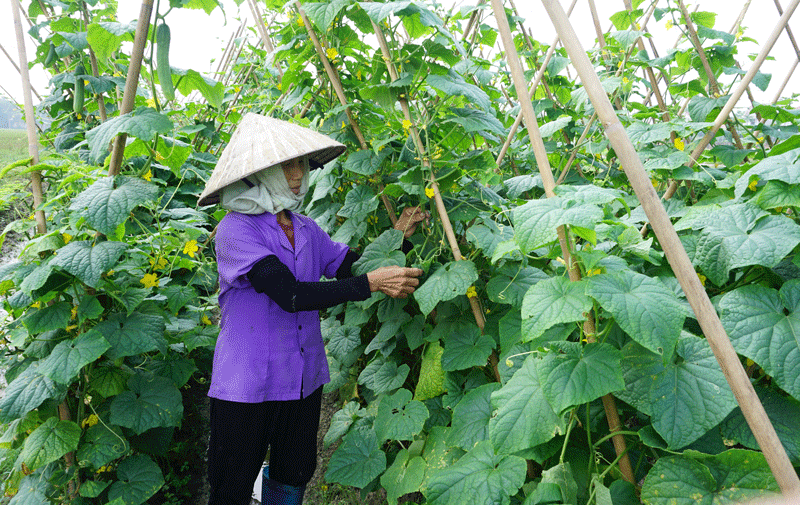 Tập trung sản xuất vụ đông