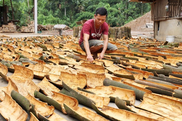 Lào Cai: Xây dựng thương hiệu sản phẩm quế hữu cơ ở Bắc Hà