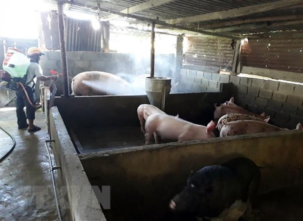 Tạm giam cán bộ xã khai khống dịch tả lợn châu Phi để nhận tiền hỗ trợ