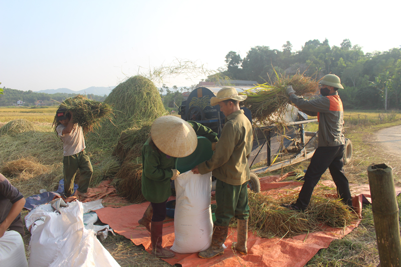 Lúa nếp Vải được mùa