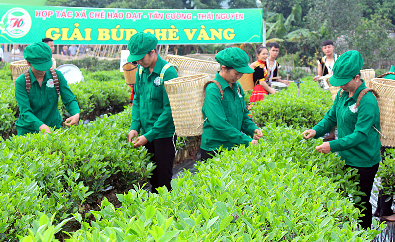 Thi hái chè và chế biến chè bằng phương pháp thủ công