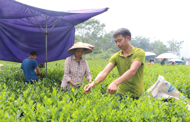 Nâng tầm thương hiệu chè Đại Từ