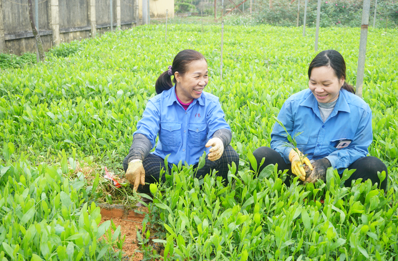 Toàn tỉnh phấn đấu trồng 500.000 cây phân tán