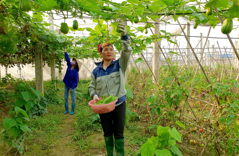 Sản xuất rau an toàn bước đầu mang lại hiệu quả
