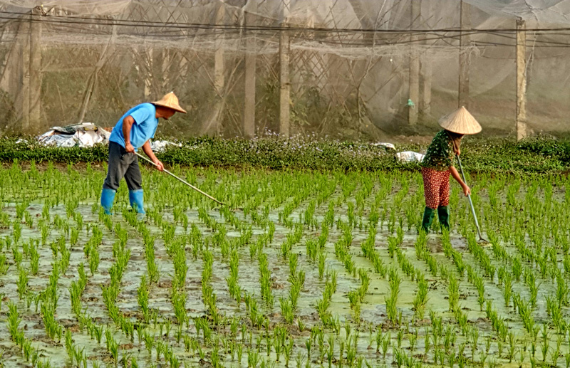 Tập trung chăm sóc cây trồng vụ xuân