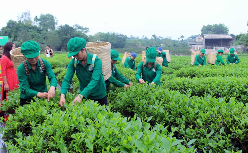 Từng bước nâng cao thu nhập cho người lao động