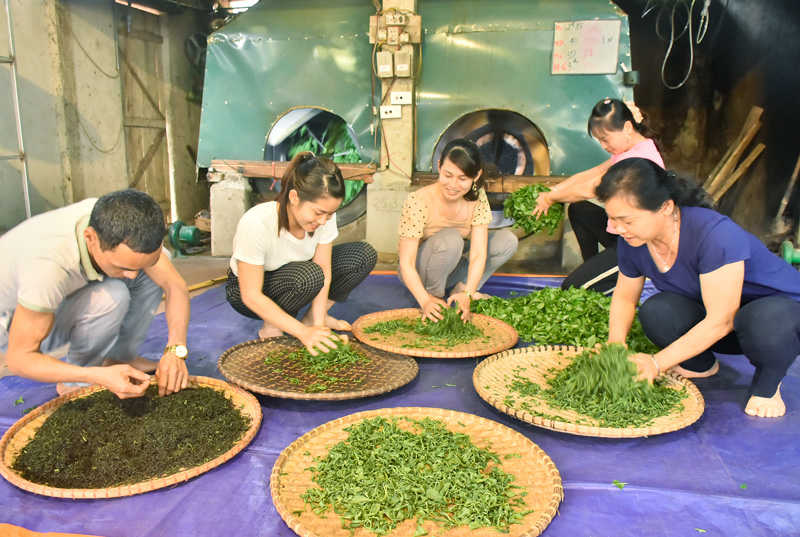 Người phụ nữ với khát vọng “chắp cánh” thương hiệu chè Văn Hán