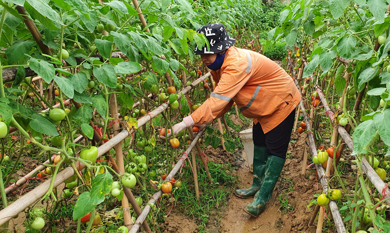 Sản xuất nông nghiệp hàng hóa theo hướng an toàn