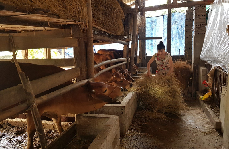 Phát triển chăn nuôi ở Bình Long
