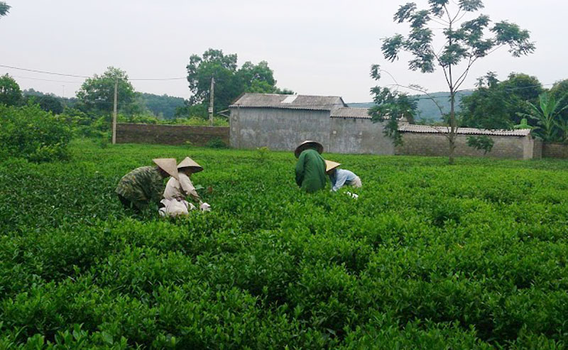 Dự kiến trồng thêm 7.000ha chè