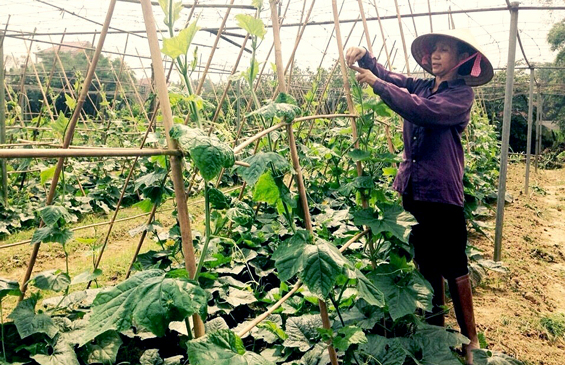 Đầu ra bấp bênh - Bài toán khó cho sản phẩm rau an toàn
