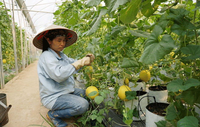 Trồng dưa trong nhà kính ứng dụng công nghệ cao
