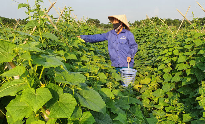 Liên kết trong sản xuất nông nghiệp