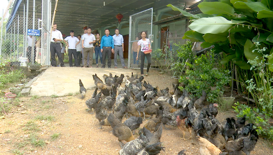 Chăn nuôi gà xương đen cho thu nhập cao