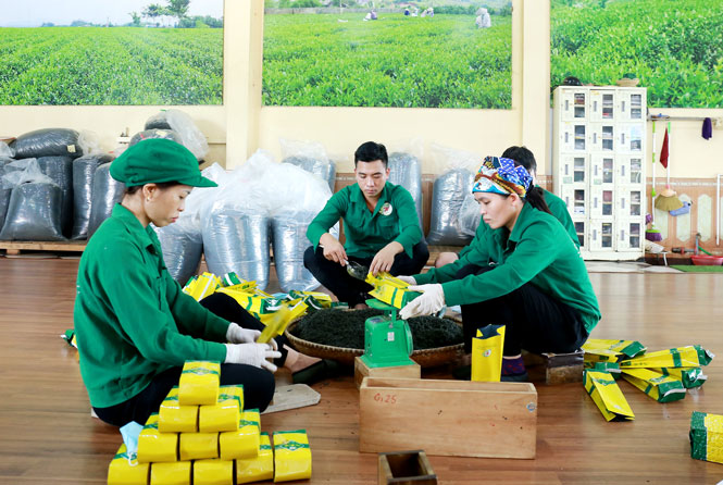 Xây dựng thương hiệu sản phẩm chè gắn với tiêu chí OCOP
