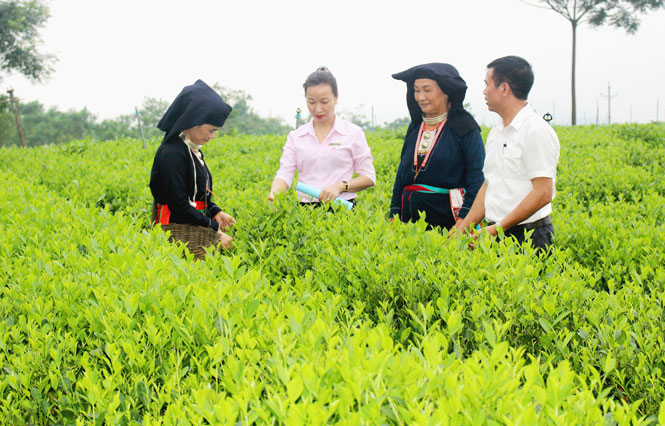 Khởi sắc những vùng đất khó ở Phổ Yên