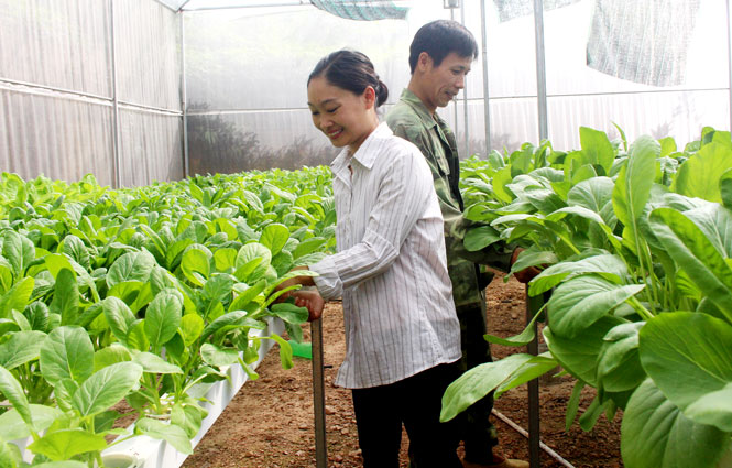 Tạo động lực để nông dân làm giàu