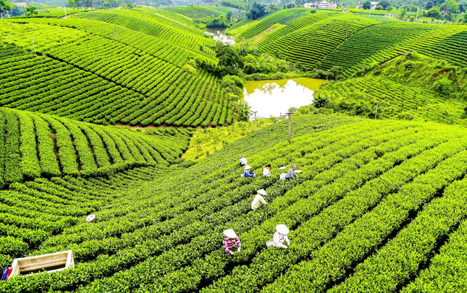 Sản xuất chế biến chè ở Đại Từ: Giải pháp phát triển bền vững