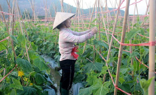 Thu nhập cao từ trồng rau theo tiêu chuẩn VietGAP