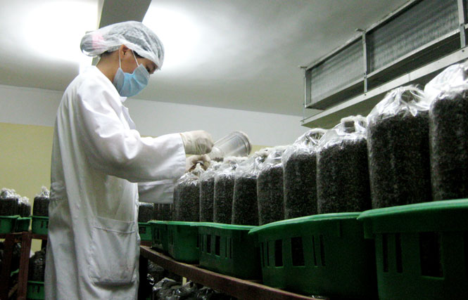 Thu hút đầu tư vào lĩnh vực nông nghiệp công nghệ cao 