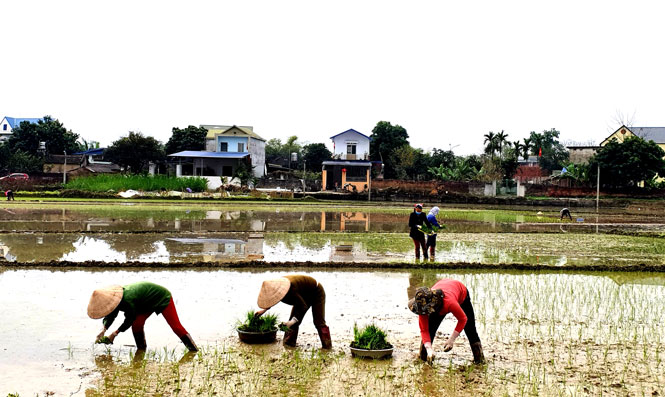 Nét mới trong sản xuất vụ xuân