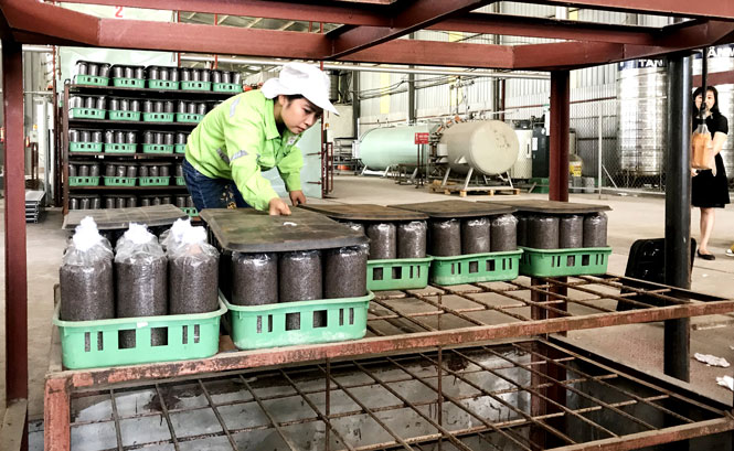 Khai thác tiềm năng, thế mạnh nông nghiệp