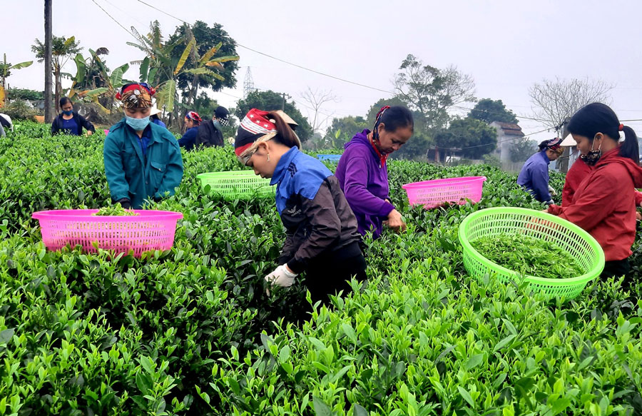 Hướng đi bền vững ở vùng chè đặc sản