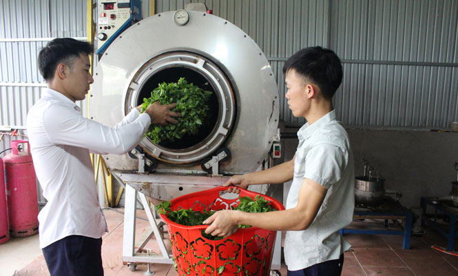 Ứng dụng công nghệ trong sản xuất chè an toàn