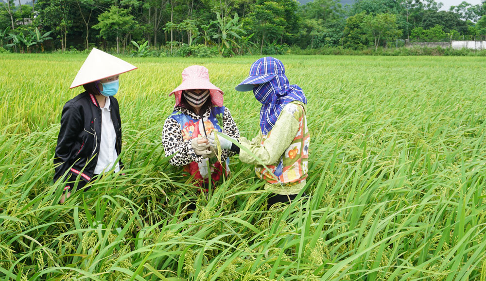 Tập trung phòng trừ rầy nâu hại lúa