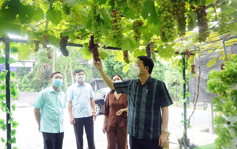 Nhân rộng các mô hình sản xuất nông nghiệp an toàn