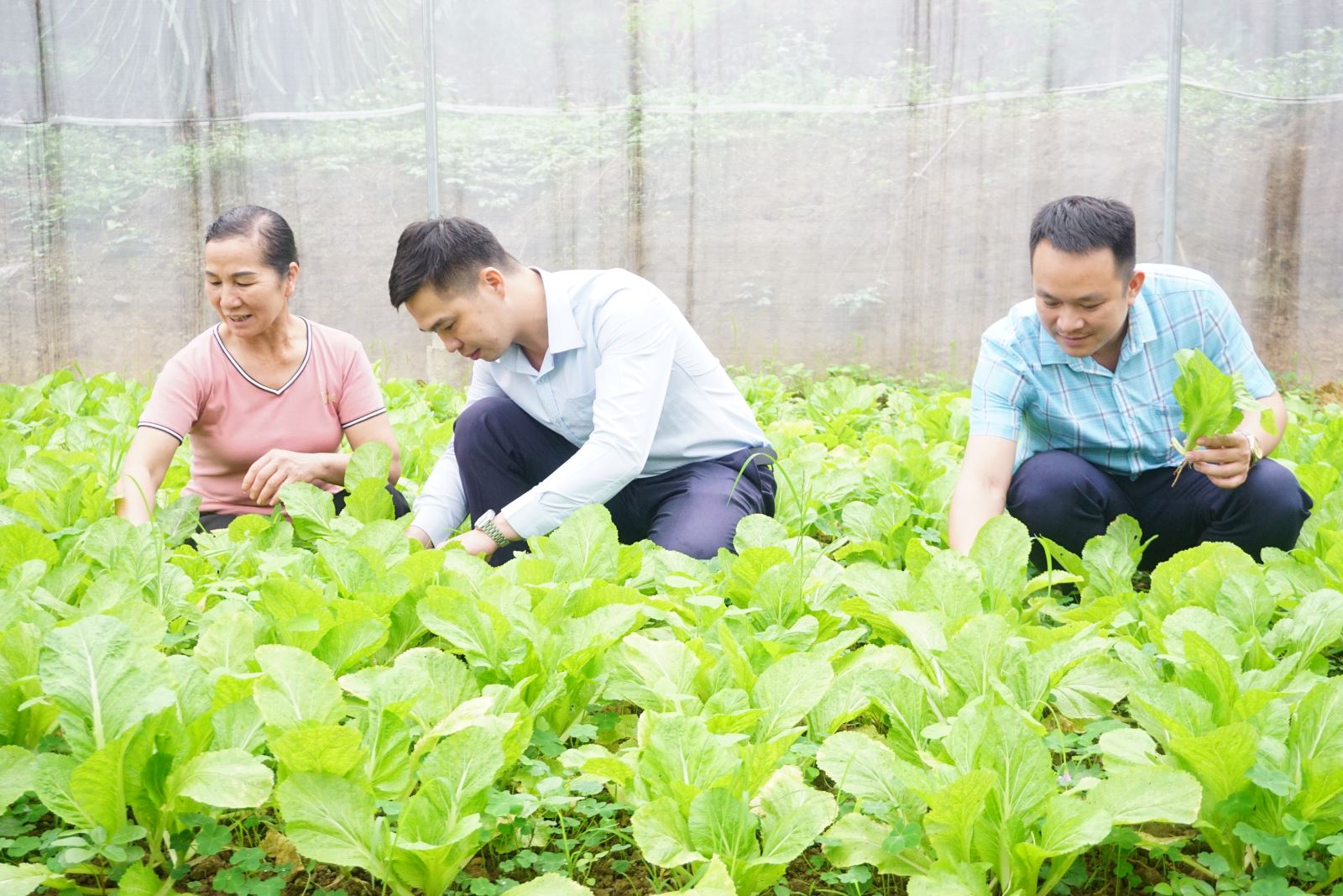 Bàn giải pháp hỗ trợ tiêu thụ sản phẩm rau