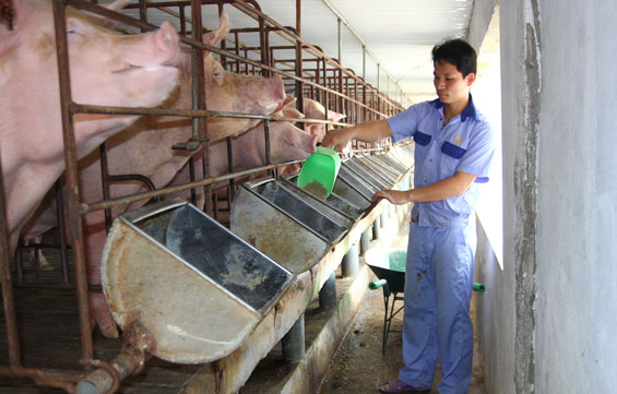 Liên kết để phát triển chăn nuôi