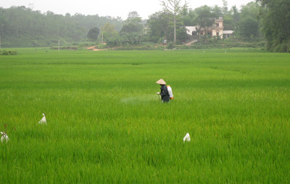 Quyết liệt phòng, trừ rầy nâu, rầy lưng trắng