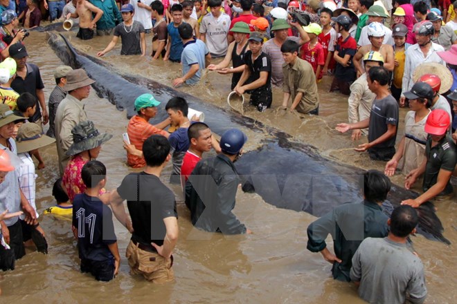 Giải cứu chú cá voi nặng 15 tấn dạt vào bờ biển Nghệ An
