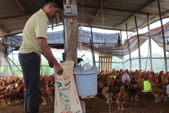 Xuất bán trên 1,5 tấn gà thương phẩm cho Siêu thị Big C