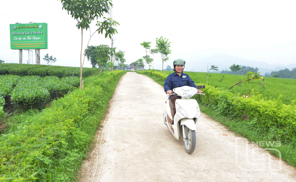 Xây dựng vùng chè sạch, an toàn
